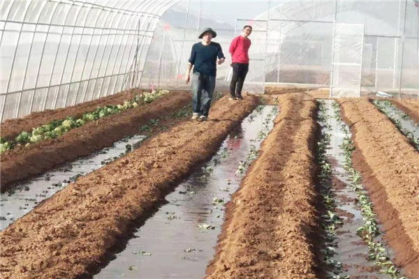 蔬菜基地大棚灌溉.jpg