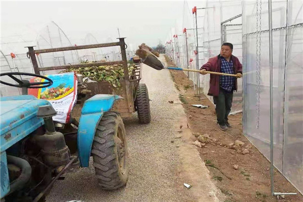清理大棚及地头垃圾.jpg