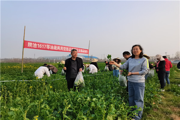 采摘油菜菜薹.jpg