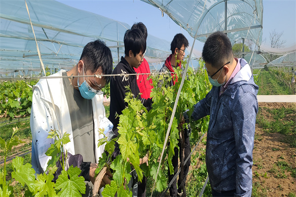 葡萄植株抹芽现场教学.jpg