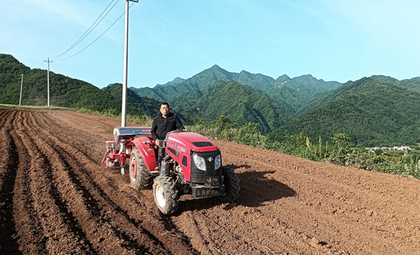 柴家岭淘汰核桃园复垦土地播种早玉米.jpg