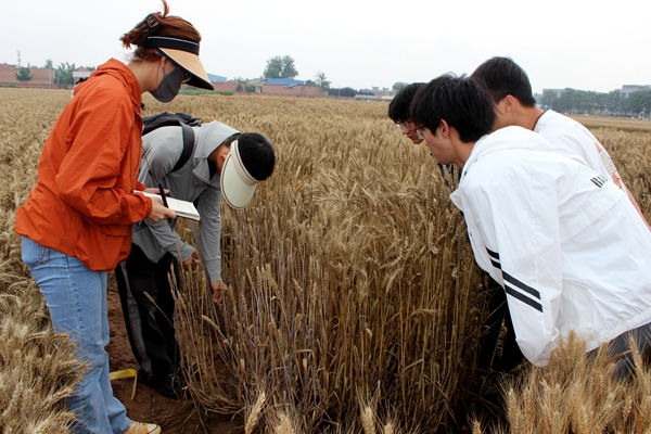 生</p><p>“每一张牌子要找寻小区试验材料的对应标签，在前期做的标记中，选择表现良好的单株，登记后匹配挂牌。”闵东红教授课题组的研究生母学荣正手持一大串标牌示范着怎样给小麦试验材料分挂标牌，身边的“农训大军”按照指导和要求，认真开展科研试验材料采收前的分类挂牌作业。</p><p>“三米样方之内的小区试验材料要确保其完整度，需要精准收获后进行测产</span>，划分出的周围已经采完穗样的材料则可以集中收获，作为科教副产</span>品处置。”在韩德俊教授课题组试验地中，结合不同的试验需求，“农训大军”分组协作，拿着框架拉样方划分区间，用镰刀、剪刀采收麦穗、装袋、捆扎，一丝不苟地开展科研试验材料收获。</p><p>在曹新庄试验农场、农作一站、北校西区基地等区域，从田间地头到考种间、晒场，到处都活跃着“农训大军”的青春身影。三五人一组，有的置身田间在科研师生的指导下测量试验材料的株高、穗长、穗下节长等；有的在库房数单穗粒数、称千粒重，参与考种；有的在晒场进行小麦单株人工脱粒、除杂、分装整理等；有的围着隆隆的机器进行脱粒，还有的在协助课题组整理划分小区材料，以便机器收获。脚下有泥、头上有汗，不畏尘灰，他们在劳动实践大课堂中收获真知。</p><p class='gpCmsImg'><img src=