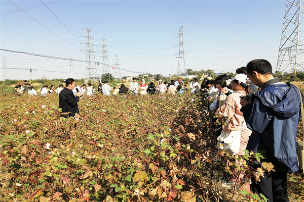 棉花课程实践教学实习.jpg