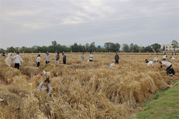 生产实习学生在科研试验地劳动实践.jpg