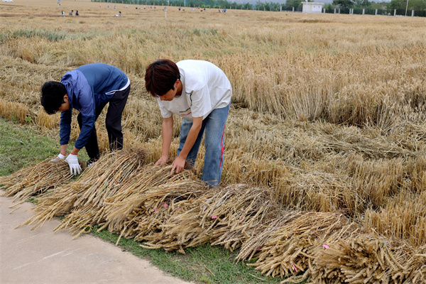 生产实习学生正在整理采收的实验材料样株.jpg