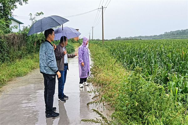 查看河西基地夏播作物生长情况.jpg