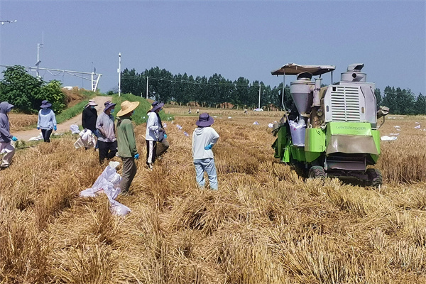 曹新庄基地部分课题师生已开始收获.jpg