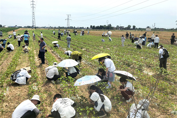 田间采集昆虫标本_副本.jpg