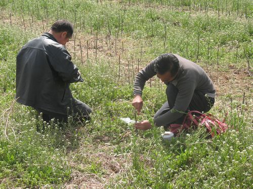 眉县试验站春季核桃苗木嫁接工作圆满结束