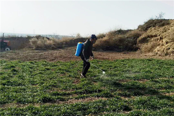 胡银岗教授旱区小麦试验地除草.jpg