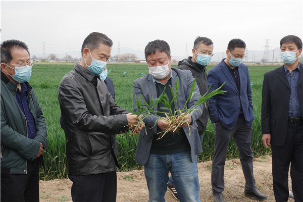 李兴旺查看农学院小麦试验田.jpg