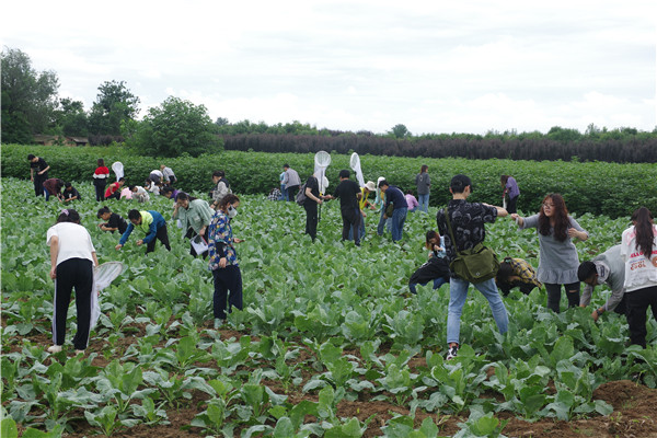 在蔬菜田采集昆虫.jpg