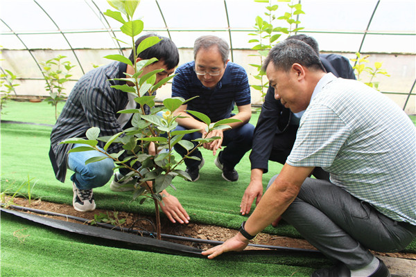 陈红在周至柿种质资源圃了解甜柿新品种大秋的培育技术应用.jpg