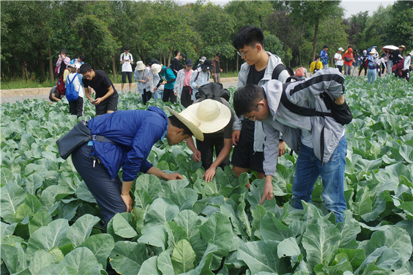 学生们在蔬菜试验田辨识作物昆虫的种类.jpg