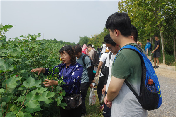 师生在棉花试验田开展教学实习.jpg