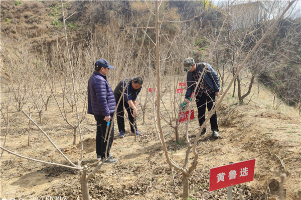 2b13091fb9b148d39c7bb5ad8dbe7ec9.jpg 开展果桑新品种嫁接.jpg