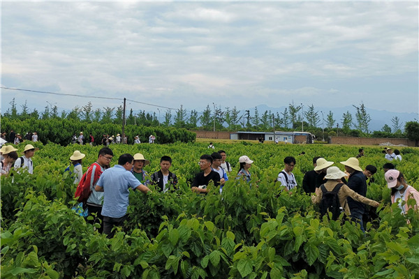 f6e7a5de09354f93a9d625451854a4f4.jpg 参观育种桑园.jpg