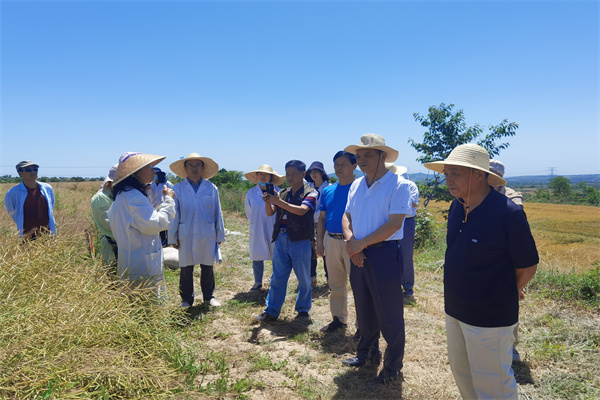 4803834ed2304db4bc940dd8d9075624.jpg 徐爱遐教授介绍油菜育种情况.jpg