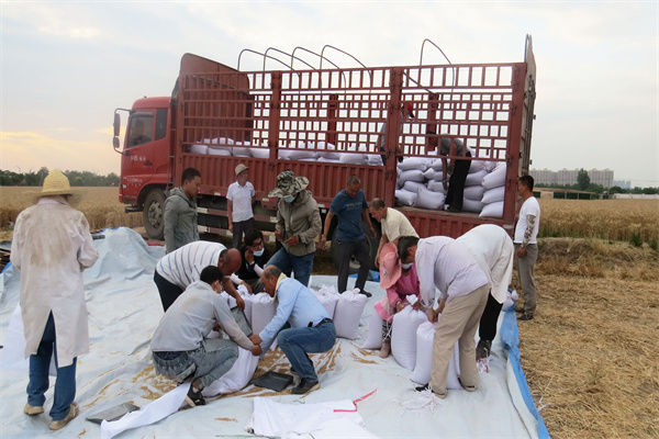 979d47cdabc74ea2935f7199b260abbf.jpg 全体职工参与田间劳动_副本_副本.jpg