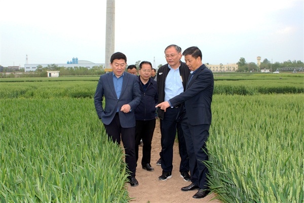 房玉林在科研试验地了解小麦育种试验材料性状.jpg