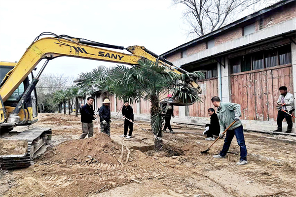 职工栽植棕榈树.jpg