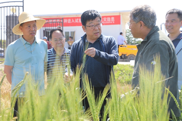 校长吴普特查看张正茂团队为上合组织国家定向选育的小麦新品种_副本.jpg