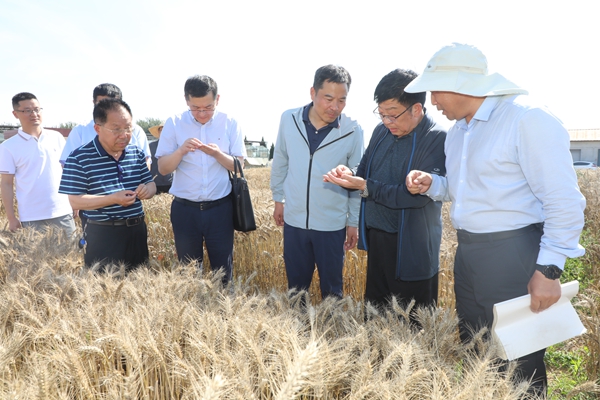 校长吴普特慰问李学军团队查看小麦成熟情况_副本.jpg